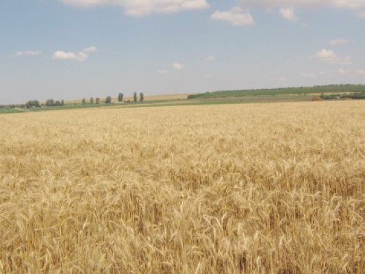 Ţiriac: Aş cumpăra până la 10.000 hectare, dar nu găsesc